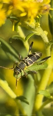 Neoclytus mucronatus