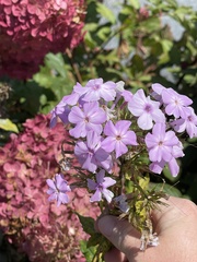 Phlox paniculata