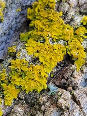 Xanthomendoza fallax