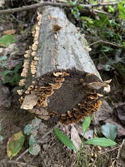 Stereum gausapatum