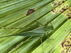 Microcentrum rhombifolium