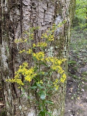 Solidago arguta