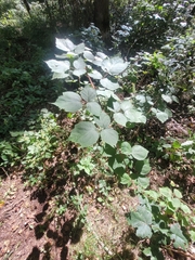 Rubus phoenicolasius