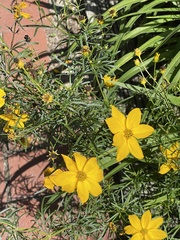 Coreopsis verticillata