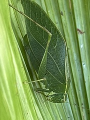 Microcentrum rhombifolium