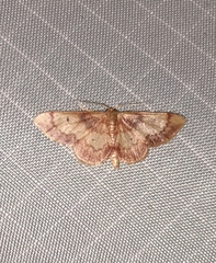 Idaea demissaria
