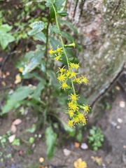 Solidago arguta