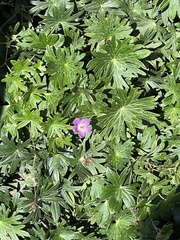 Geranium maculatum