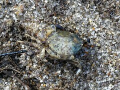 Rhithropanopeus harrisii