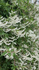 Fallopia baldschuanica