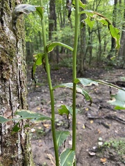 Solidago arguta