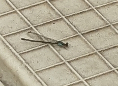 Argia apicalis