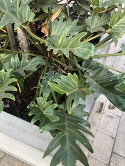 Thaumatophyllum xanadu