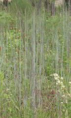 Andropogon cretaceus