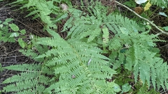 Athyrium