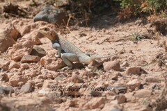 Agama bibronii