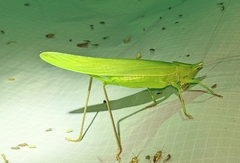 Copiphorini