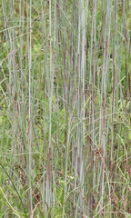 Andropogon cretaceus