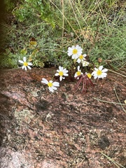 Tripleurospermum maritimum