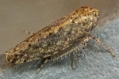 Paraphlepsius irroratus