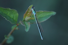 Ischnura pumilio