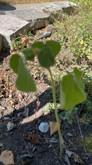 Abutilon theophrasti
