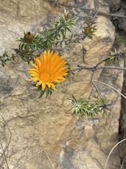 Oedera imbricata