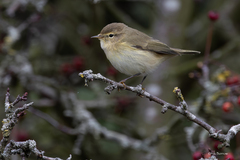 Phylloscopus collybita collybita