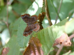 Calephelis borealis