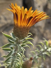 Oedera imbricata