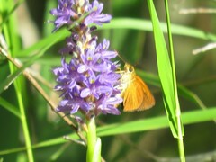 Euphyes dukesi calhouni