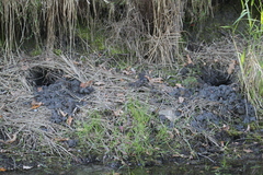 Ondatra zibethicus