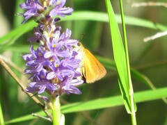 Euphyes dukesi calhouni