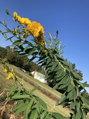 Chamaecrista fasciculata