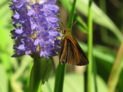 Euphyes dukesi calhouni