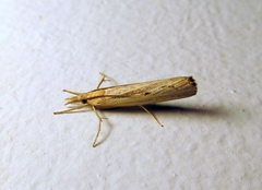 Pediasia trisecta