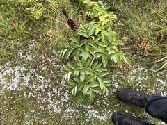Angelica archangelica