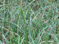 Rhynchospora inundata