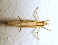 Pediasia trisecta