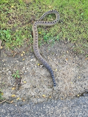 Pituophis catenifer sayi