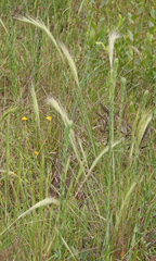 Aristida spiciformis