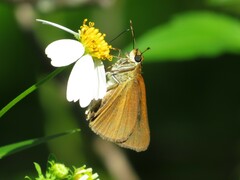 Euphyes dukesi calhouni