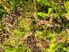 Achillea millefolium borealis