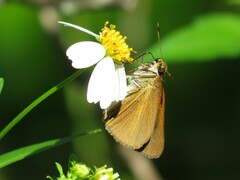 Euphyes dukesi calhouni