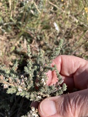 Aspalathus hispida hispida