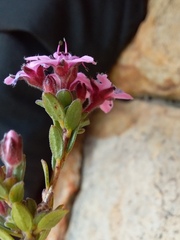Agathosma adenandriflora