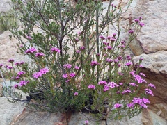 Agathosma adenandriflora