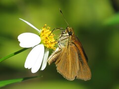 Euphyes dukesi calhouni