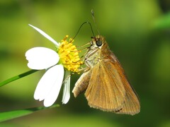 Euphyes dukesi calhouni