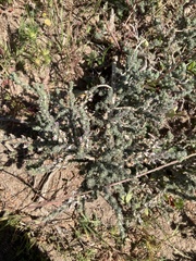 Aspalathus hispida hispida